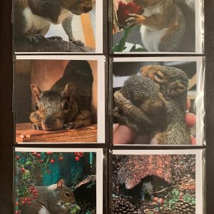 Resident Squirrel Cards