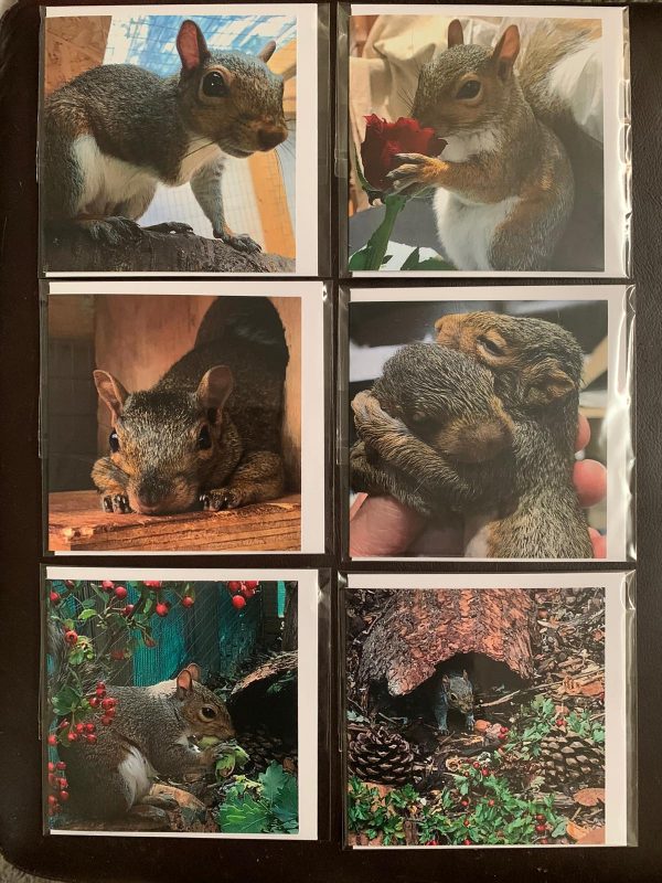 Resident Squirrel Cards