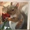 Resident Squirrel Cards - Image 6