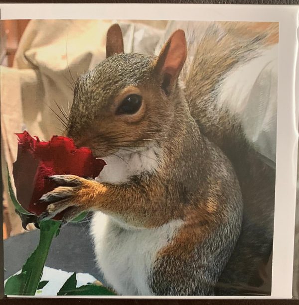 Resident Squirrel Cards - Image 6