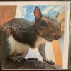 Resident Squirrel Cards - Image 5