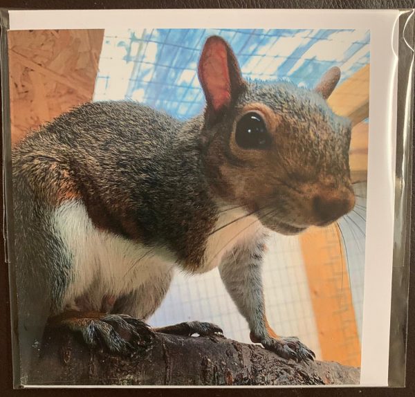 Resident Squirrel Cards - Image 5