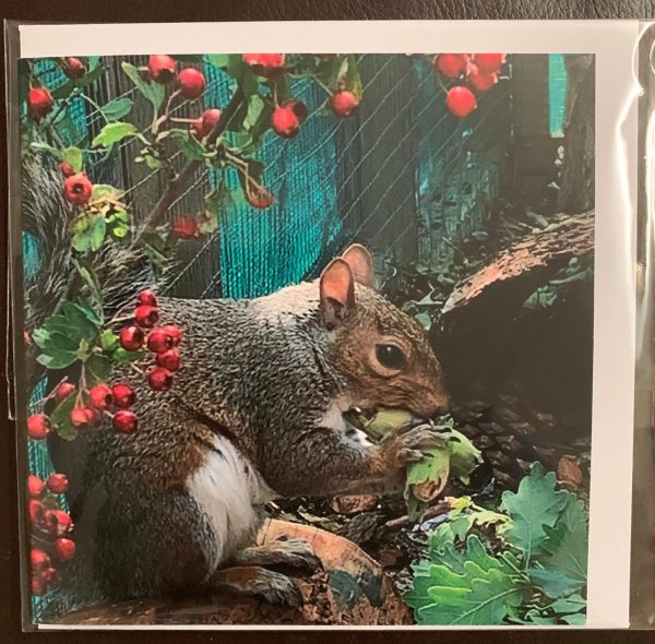 Resident Squirrel Cards - Image 4