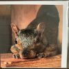Resident Squirrel Cards - Image 3