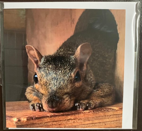 Resident Squirrel Cards - Image 3
