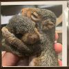 Resident Squirrel Cards - Image 7