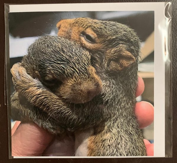 Resident Squirrel Cards - Image 7