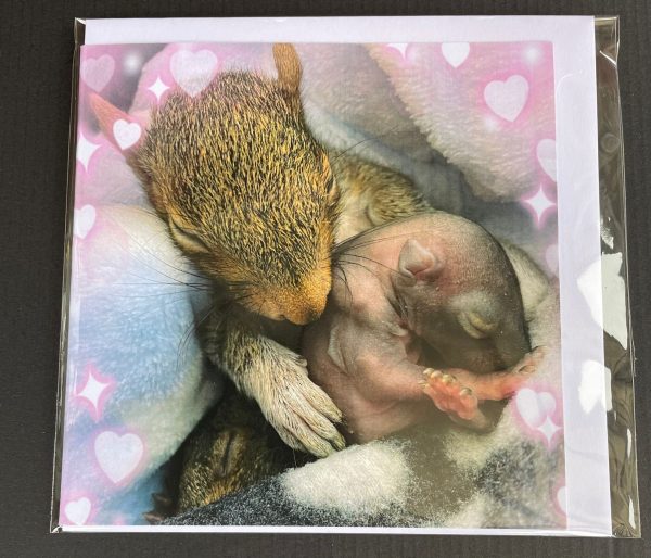 Resident Squirrel Cards - Image 8