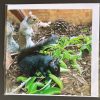 Resident Squirrel Cards - Image 9