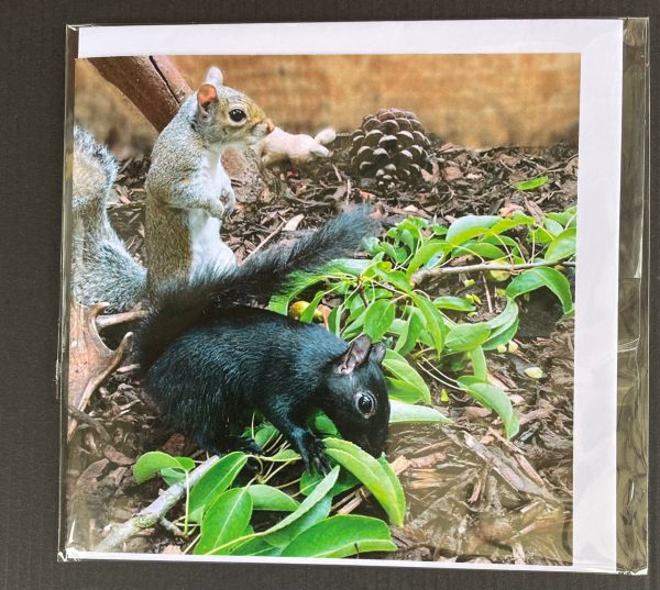 Resident Squirrel Cards - Image 9