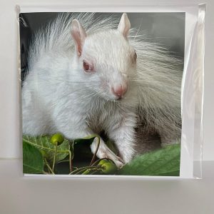 Ice Resident Squirrel Card