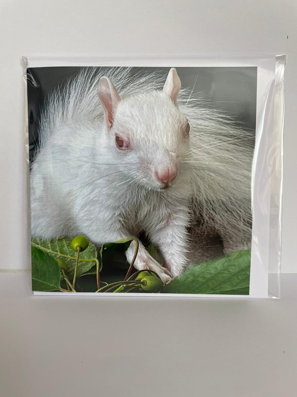 Ice Resident Squirrel Card