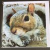 Resident Squirrel Cards - Image 10