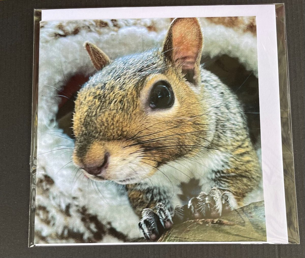 Squirrel Key Card Resident Squirrel Cards - Hitchin Squirrel Rescue