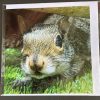 Resident Squirrel Cards - Image 12