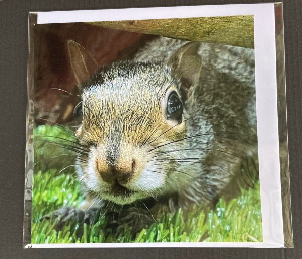 Resident Squirrel Cards - Image 12