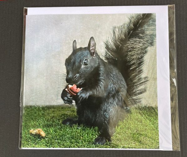 Resident Squirrel Cards - Image 11