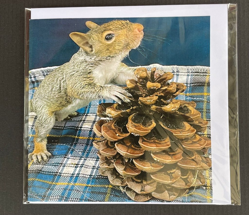 Squirrel Key Card Resident Squirrel Cards - Hitchin Squirrel Rescue