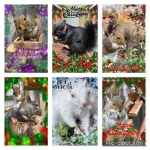 Single A5 Christmas Cards