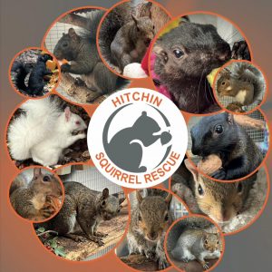 Hitchin Squirrel Rescue 2026 A4 Calendar