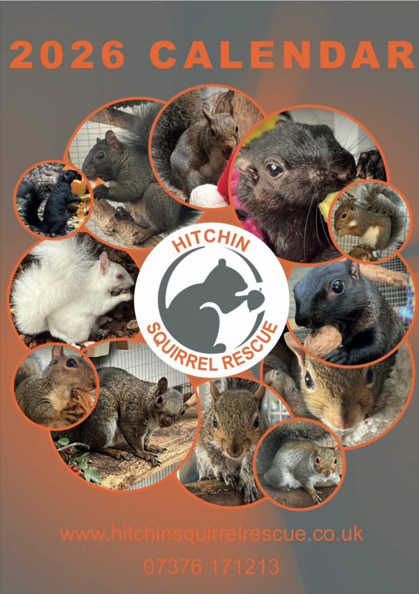 Hitchin Squirrel Rescue 2026 A4 Calendar